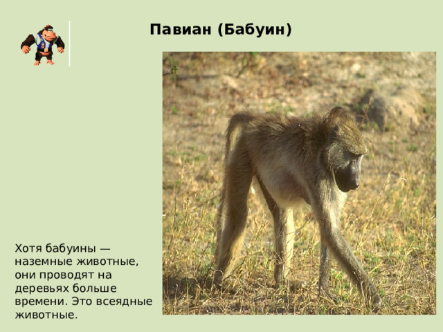 Павиан (Бабуин) Хотя бабуины — наземные животные, они проводят на деревьях больше времени. Это всеядные животные. 