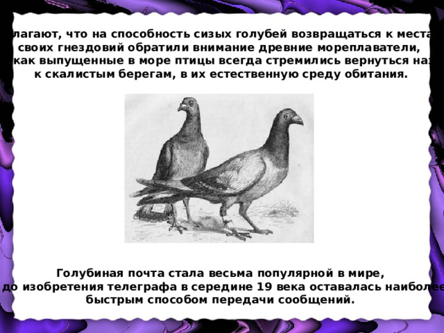 Полагают, что на способность сизых голубей возвращаться к местам своих гнездовий обратили внимание древние мореплаватели, так как выпущенные в море птицы всегда стремились вернуться назад к скалистым берегам, в их естественную среду обитания.  Голубиная почта стала весьма популярной в мире, и до изобретения телеграфа в середине 19 века оставалась наиболее быстрым способом передачи сообщений. 