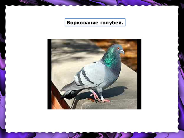Воркование голубей. 