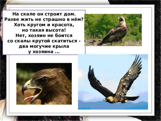 На скале он строит дом.  Разве жить не страшно в нём?  Хоть кругом и красота,  но такая высота!  Нет, хозяин не боится  со скалы крутой скатиться -  два могучие крыла  у хозяина ... 