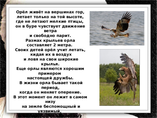 Орёл живёт на вершинах гор,  летает только на той высоте, где не летают мелкие птицы, он в буре чувствует движение ветра  и свободно парит. Размах крыльев орла составляет 2 метра. Своих детей орёл учит летать,  кидая их в воздух  и ловя на свои широкие крылья. Еще орлы являются хорошим примером настоящей дружбы.  В жизни орла бывает такой период,  когда он меняет оперение. В этот момент он лежит в самом низу  на земле беспомощный и уязвимый, а его друг-орел кидает ему  с высоты мясо до тех пор, пока орёл не наберётся сил и не взлетит ввысь. Нам многому можно поучиться у великой и мудрой птицы.  