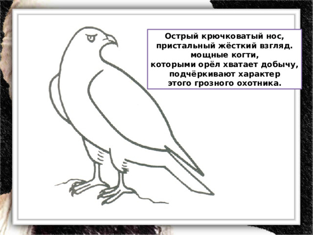 Острый крючковатый нос, пристальный жёсткий взгляд. мощные когти, которыми орёл хватает добычу, подчёркивают характер этого грозного охотника. 