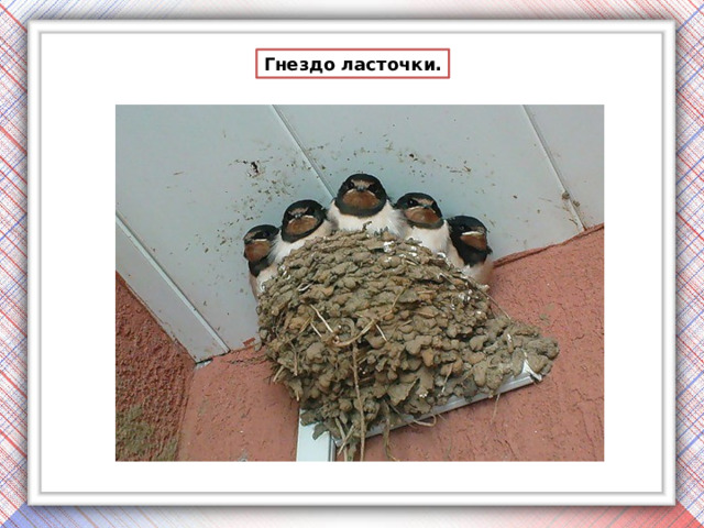 Гнездо ласточки. 
