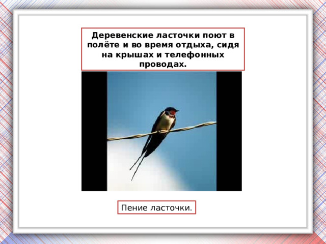 Деревенские ласточки поют в полёте и во время отдыха, сидя на крышах и телефонных проводах. Пение ласточки. 