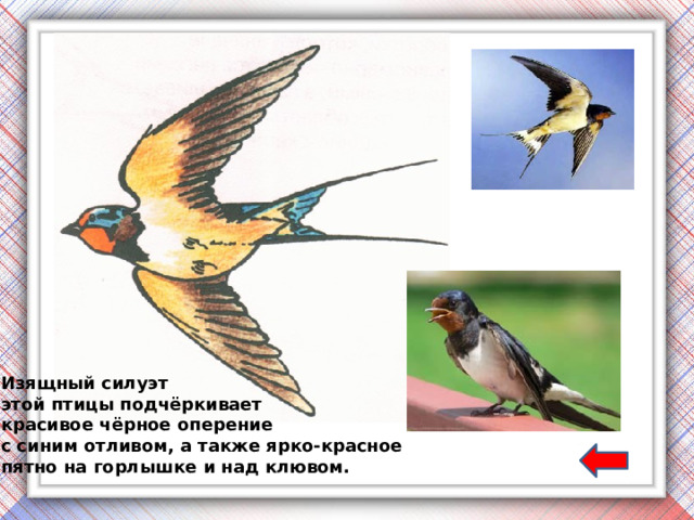 Изящный силуэт этой птицы подчёркивает красивое чёрное оперение с синим отливом, а также ярко-красное пятно на горлышке и над клювом. 