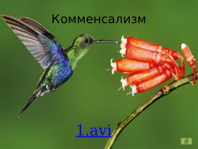 Комменсализм 1.avi 