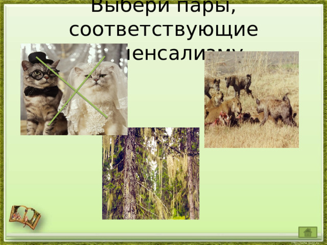  Выбери пары, соответствующие комменсализму   