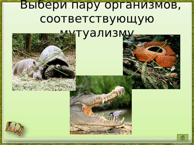  Выбери пару организмов, соответствующую мутуализму 