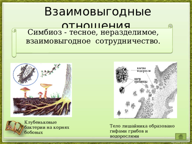  Взаимовыгодные отношения Симбиоз - тесное, неразделимое, взаимовыгодное сотрудничество.    Тело лишайника образовано гифами грибов и водорослями Клубеньковые бактерии на корнях бобовых 