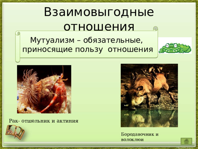 Взаимовыгодные отношения Мутуализм – обязательные, приносящие пользу отношения Рак- отшельник и актиния Бородавочник и волоклюи 