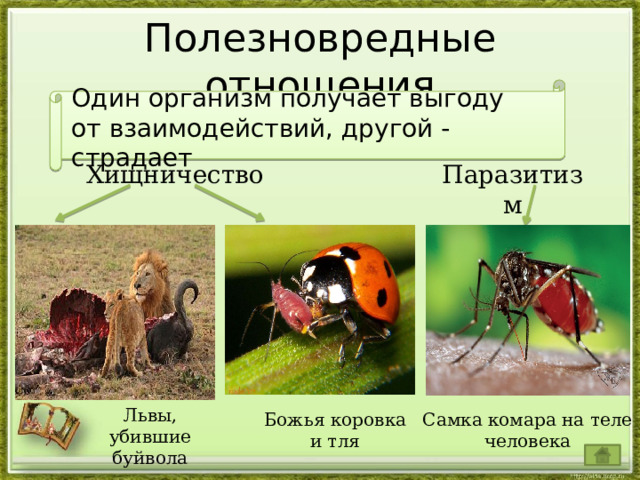 Полезновредные отношения Один организм получает выгоду от взаимодействий, другой - страдает Хищничество Паразитизм Львы, убившие буйвола Божья коровка и тля Самка комара на теле человека 