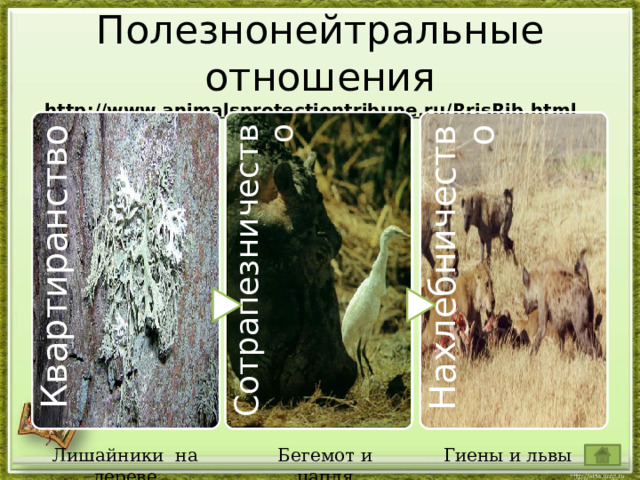  Полезнонейтральные отношения  http://www.animalsprotectiontribune.ru/RrisRib.html    Квартиранство Сотрапезничество Нахлебничество Лишайники на дереве Гиены и львы Бегемот и цапля 10 