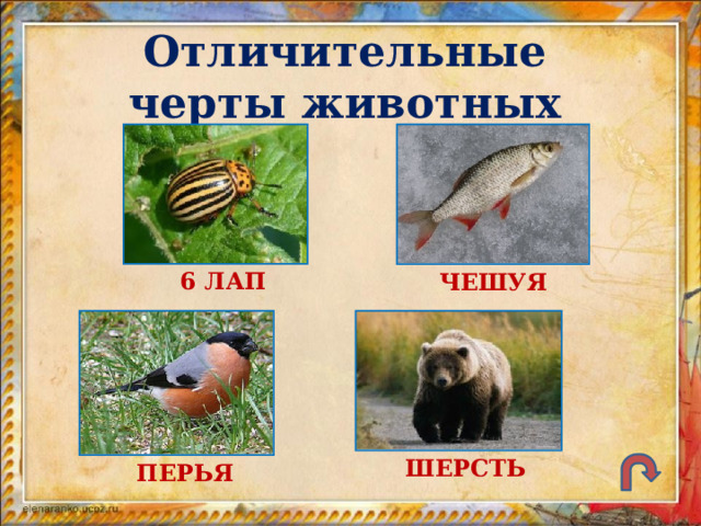 Отличительные черты животных 6 ЛАП ЧЕШУЯ ШЕРСТЬ ПЕРЬЯ 