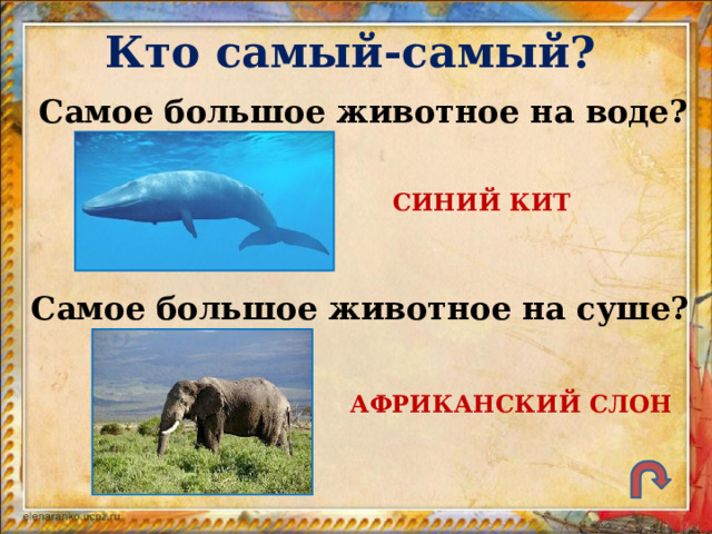 Кто самый-самый? Самое большое животное на воде? СИНИЙ КИТ Самое большое животное на суше? АФРИКАНСКИЙ СЛОН 