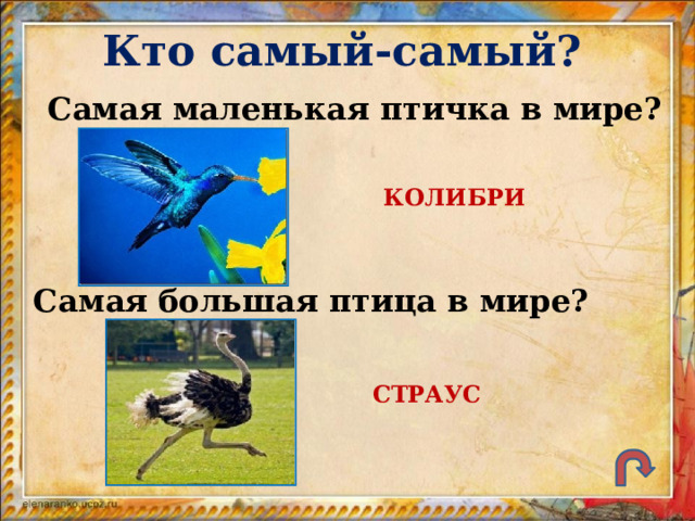 Кто самый-самый? Самая маленькая птичка в мире? КОЛИБРИ Самая большая птица в мире? СТРАУС 