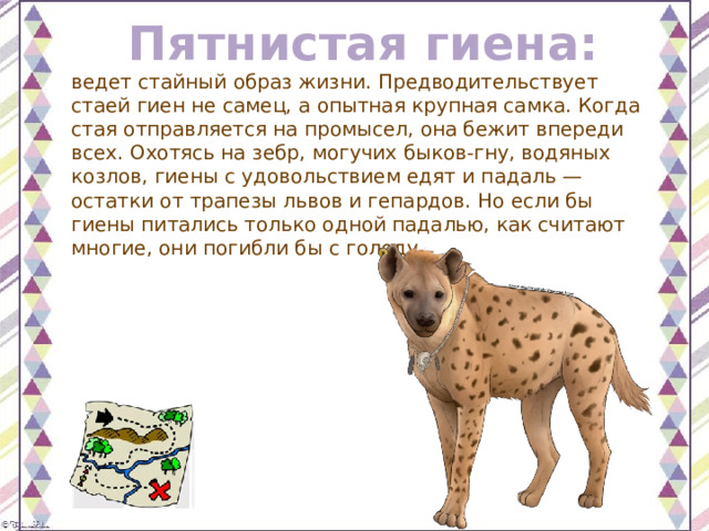 Пятнистая гиена: ведет стайный образ жизни. Предводительствует стаей гиен не самец, а опытная крупная самка. Когда стая отправляется на промысел, она бежит впереди всех. Охотясь на зебр, могучих быков-гну, водяных козлов, гиены с удовольствием едят и падаль — остатки от трапезы львов и гепардов. Но если бы гиены питались только одной падалью, как считают многие, они погибли бы с голоду. 