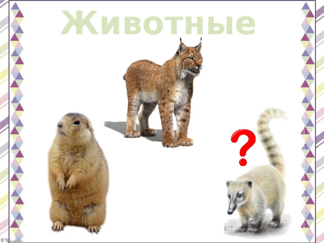 Животные 