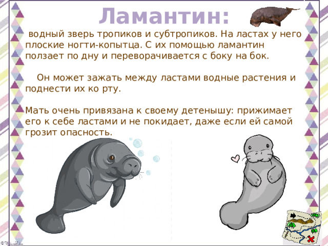 Ламантин:   водный зверь тропиков и субтропиков. На ластах у него плоские ногти-копытца. С их помощью ламантин ползает по дну и переворачивается с боку на бок.       Он может зажать между ластами водные растения и поднести их ко рту.   Мать очень привязана к своему детенышу: прижимает его к себе ластами и не покидает, даже если ей самой грозит опасность. 