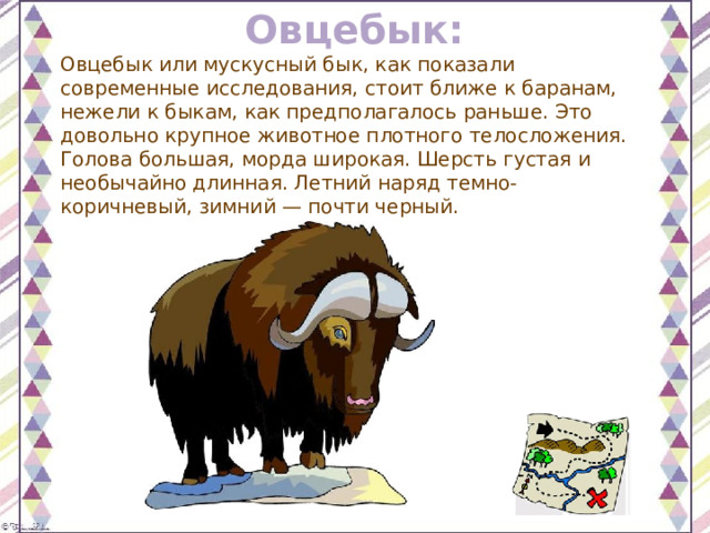 Овцебык: Овцебык или мускусный бык, как показали современные исследования, стоит ближе к баранам, нежели к быкам, как предполагалось раньше. Это довольно крупное животное плотного телосложения. Голова большая, морда широкая. Шерсть густая и необычайно длинная. Летний наряд темно-коричневый, зимний — почти черный. 
