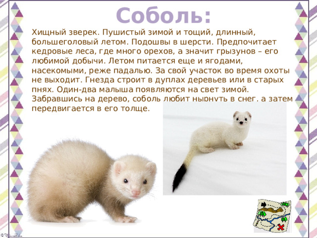 Соболь: Хищный зверек. Пушистый зимой и тощий, длинный, большеголовый летом. Подошвы в шерсти. Предпочитает кедровые леса, где много орехов, а значит грызунов – его любимой добычи. Летом питается еще и ягодами, насекомыми, реже падалью. За свой участок во время охоты не выходит. Гнезда строит в дуплах деревьев или в старых пнях. Один-два малыша появляются на свет зимой. Забравшись на дерево, соболь любит нырнуть в снег, а затем передвигается в его толще. 