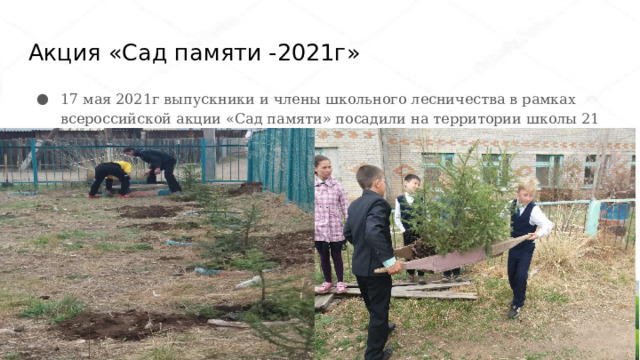 Акция «Сад памяти -2021г» 17 мая 2021г выпускники и члены школьного лесничества в рамках всероссийской акции «Сад памяти» посадили на территории школы 21 елочку. 