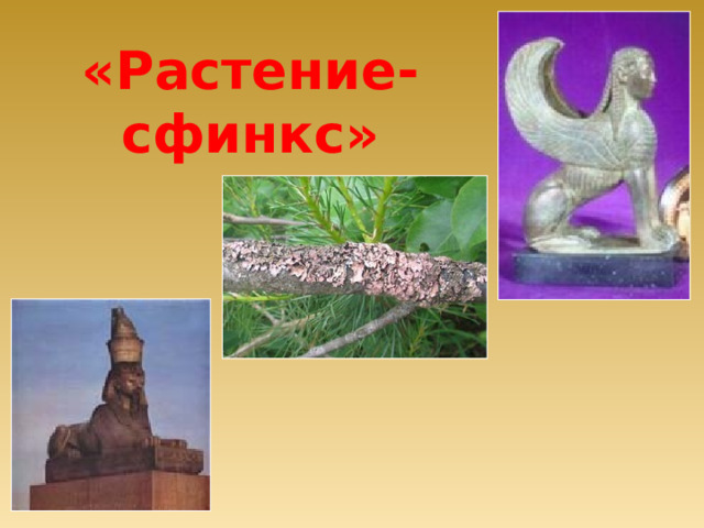 «Растение-сфинкс» 