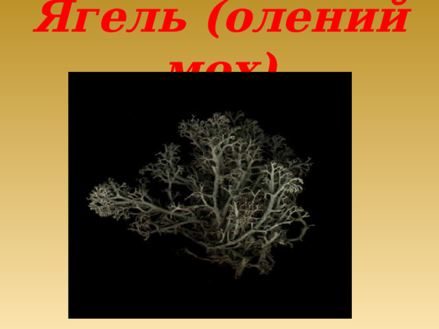 Ягель (олений мох) 