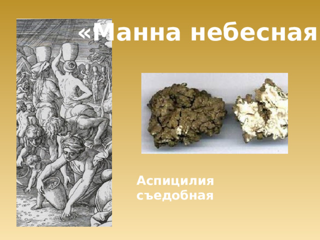 «Манна небесная» Аспицилия съедобная   