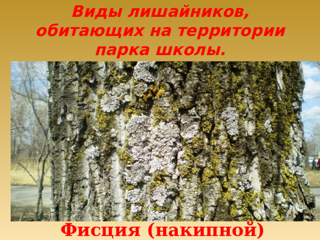 Виды лишайников, обитающих на территории парка школы. Фисция (накипной) 