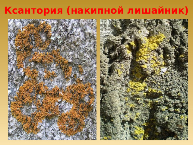 Ксантория (накипной лишайник) 