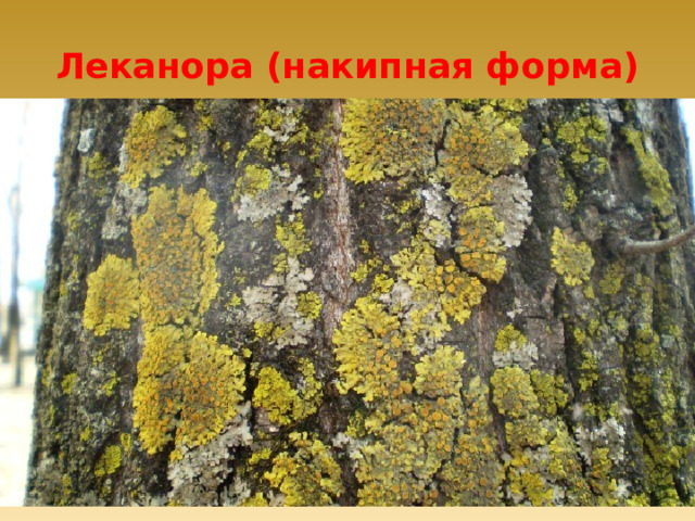 Леканора (накипная форма) 