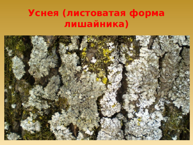 Уснея (листоватая форма лишайника) 
