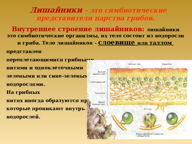  Лишайники – это симбиотические представители царства грибов. Внутреннее строение лишайников: лишайники это симбиотические организмы, их тело состоит из водоросли и гриба. Тело лишайников - слоевище  или таллом представлен переплетающимися грибными нитями и одноклеточными зелеными или сине-зелеными водорослями. На грибных нитях иногда образуются присоски, которые проникают внутрь водорослей. 