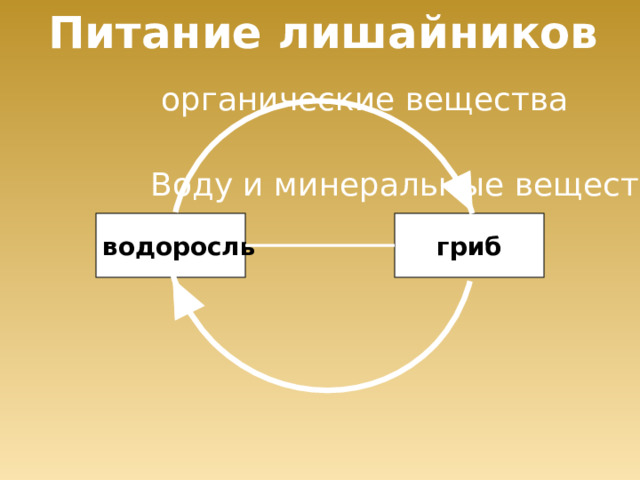 Питание лишайников органические вещества Воду и минеральные вещества водоросль гриб 