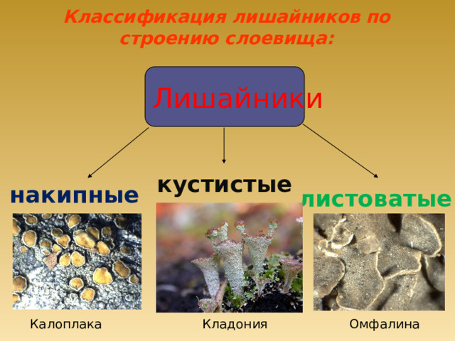 Классификация лишайников по строению слоевища: Лишайники кустистые накипные листоватые Калоплака Омфалина Кладония 