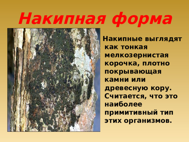 Накипная форма  Накипные выглядят как тонкая мелкозернистая корочка, плотно покрывающая камни или древесную кору. Считается, что это наиболее примитивный тип этих организмов. 