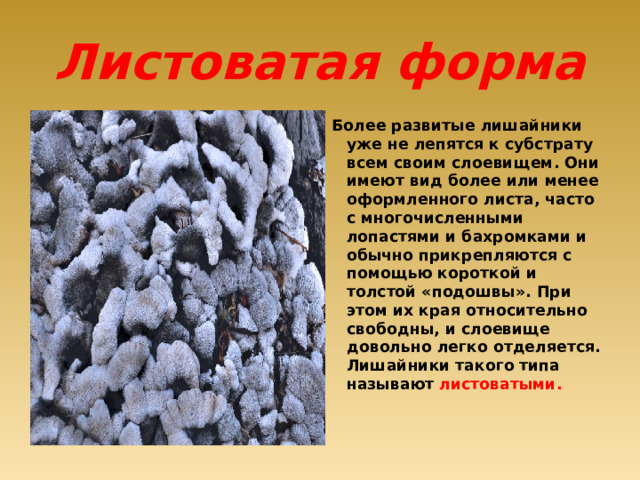 Листоватая форма Более развитые лишайники уже не лепятся к субстрату всем своим слоевищем. Они имеют вид более или менее оформленного листа, часто с многочисленными лопастями и бахромками и обычно прикрепляются с помощью короткой и толстой «подошвы». При этом их края относительно свободны, и слоевище довольно легко отделяется. Лишайники такого типа называют листоватыми. 