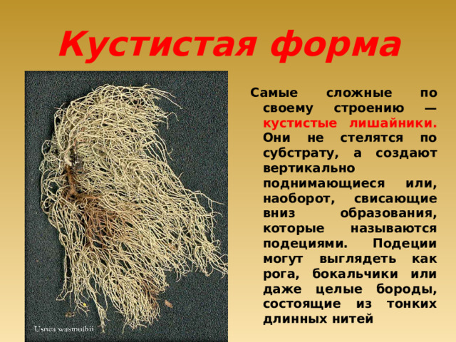 Кустистая форма Самые сложные по своему строению — кустистые лишайники. Они не стелятся по субстрату, а создают вертикально поднимающиеся или, наоборот, свисающие вниз образования, которые называются подециями. Подеции могут выглядеть как рога, бокальчики или даже целые бороды, состоящие из тонких длинных нитей 