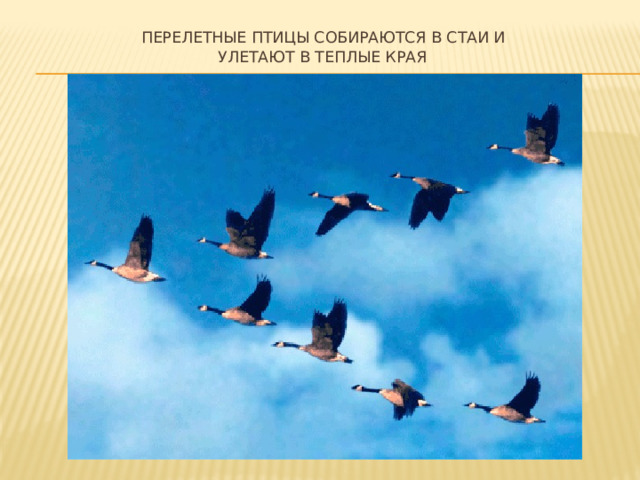  Перелетные птицы собираются в стаи и  улетают в теплые края 