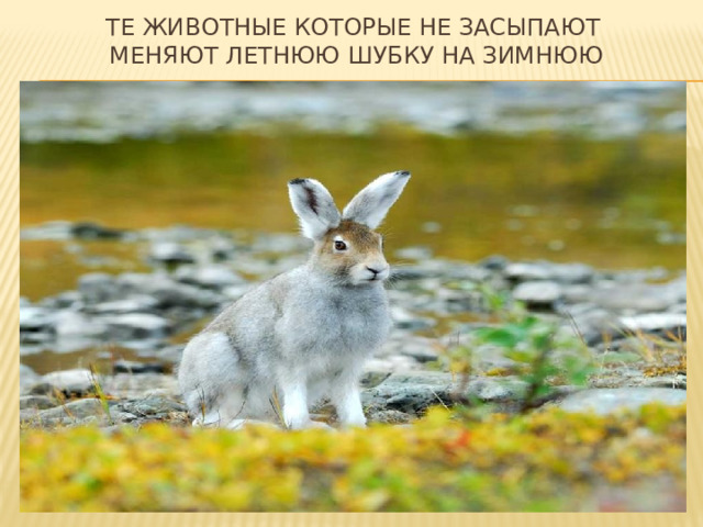 Те животные которые не засыпают  меняют летнюю шубку на зимнюю 