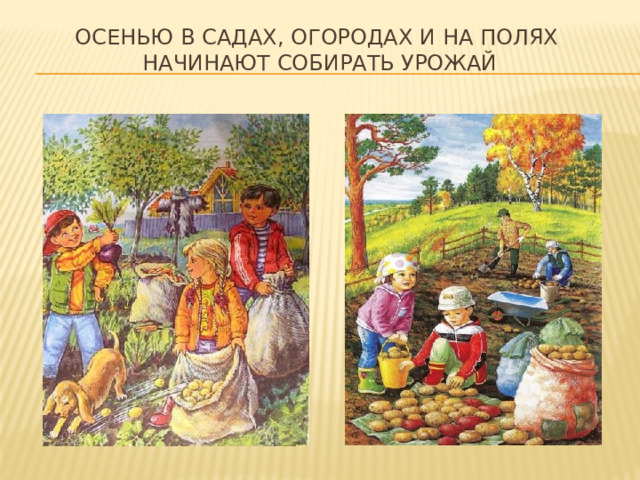 Осенью в садах, огородах и на полях  начинают собирать урожай 