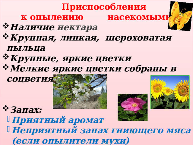  Приспособления  к опылению насекомыми: Наличие нектара Крупная, липкая, шероховатая пыльца Крупные, яркие цветки Мелкие яркие цветки собраны в соцветия   Запах: Приятный аромат Неприятный запах гниющего мяса (если опылители мухи) Приятный аромат Неприятный запах гниющего мяса (если опылители мухи)  