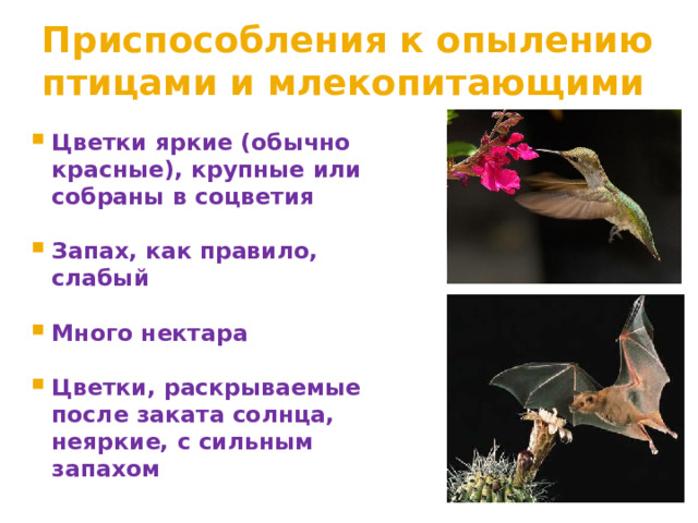 Приспособления к опылению птицами и млекопитающими Цветки яркие (обычно красные), крупные или собраны в соцветия  Запах, как правило, слабый  Много нектара  Цветки, раскрываемые после заката солнца, неяркие, с сильным запахом 