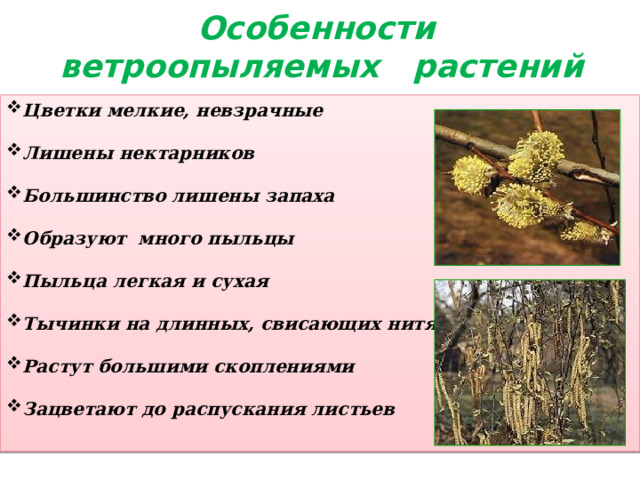Особенности  ветроопыляемых растений Цветки мелкие, невзрачные  Лишены нектарников  Большинство лишены запаха  Образуют много пыльцы  Пыльца легкая и сухая  Тычинки на длинных, свисающих нитях  Растут большими скоплениями  Зацветают до распускания листьев  