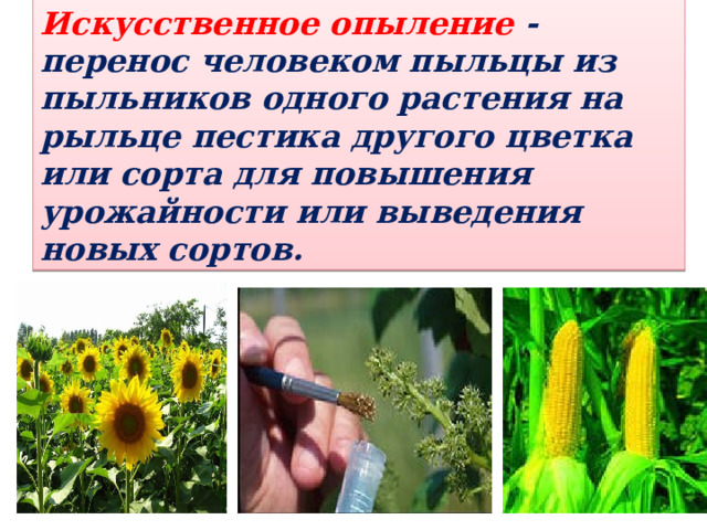 Искусственное опыление - перенос человеком пыльцы из пыльников одного растения на рыльце пестика другого цветка или сорта для повышения урожайности или выведения новых сортов. 