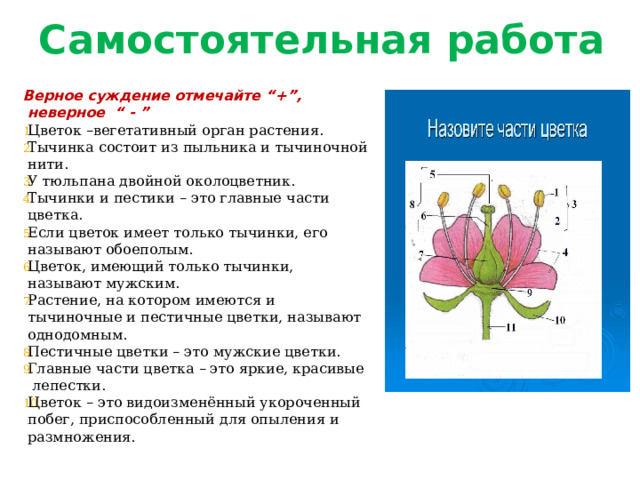 Самостоятельная работа Верное суждение отмечайте “+”, неверное “ - ” Цветок –вегетативный орган растения. Тычинка состоит из пыльника и тычиночной нити. У тюльпана двойной околоцветник. Тычинки и пестики – это главные части цветка. Если цветок имеет только тычинки, его называют обоеполым. Цветок, имеющий только тычинки, называют мужским. Растение, на котором имеются и тычиночные и пестичные цветки, называют однодомным. Пестичные цветки – это мужские цветки. Главные части цветка – это яркие, красивые лепестки. Цветок – это видоизменённый укороченный побег, приспособленный для опыления и размножения. 