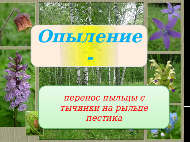 Опыление - перенос пыльцы с тычинки на рыльце пестика 