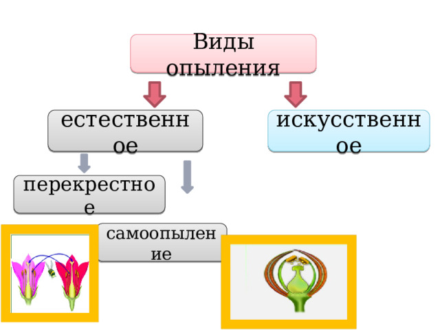 Виды опыления естественное искусственное перекрестное самоопыление 