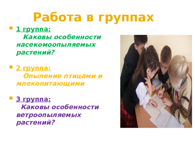 Работа в группах 1 группа:  Каковы особенности насекомоопыляемых растений?  2 группа:  Опыление птицами и млекопитающими  3 группа:  Каковы особенности ветроопыляемых растений? 