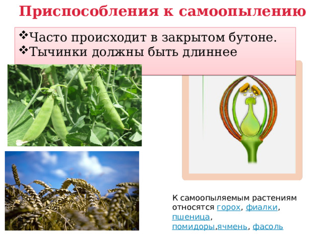  Приспособления к самоопылению Часто происходит в закрытом бутоне. Тычинки должны быть длиннее пестика. К самоопыляемым растениям относятся  горох ,  фиалки ,  пшеница ,  помидоры , ячмень ,  фасоль 